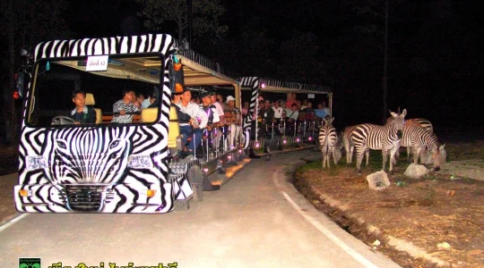 ナイトサファリ